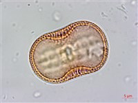 爵床藏品圖，第2張