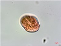 爵床藏品圖，第3張