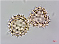 北美一枝黃花藏品圖，第1張