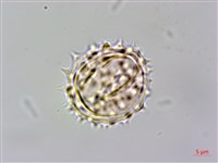 北美一枝黃花藏品圖，第2張