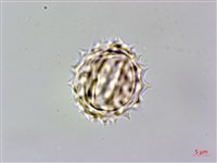 北美一枝黃花藏品圖，第3張