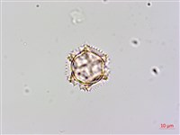 黃鵪菜藏品圖，第1張