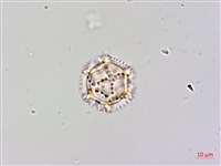 黃鵪菜藏品圖，第2張