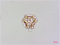 黃鵪菜藏品圖，第3張