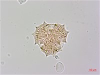 登錄號:S148317藏品圖，第1張