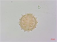 登錄號:S148317藏品圖，第2張