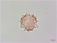 登錄號:S148317藏品圖，第3張