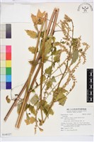 登錄號:S148327藏品圖，第1張