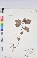 茄苳、重陽木藏品圖，第1張