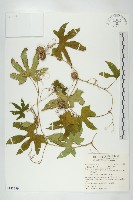 雙輪瓜藏品圖，第1張