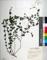 南台灣黃芩藏品圖，第1張