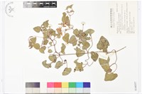 屏東鐵線蓮藏品圖，第1張