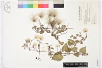 屏東鐵線蓮藏品圖，第1張