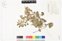 屏東鐵線蓮藏品圖，第1張