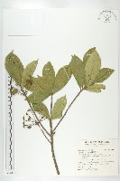 猴歡喜藏品圖，第1張