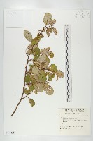 登錄號:S148452藏品圖，第1張