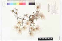 屏東鐵線蓮藏品圖，第1張