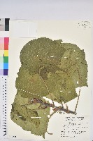 血桐藏品圖，第1張