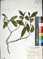 薄葉玉心花藏品圖，第1張