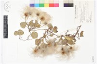 屏東鐵線蓮藏品圖，第1張