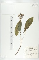 猴歡喜藏品圖，第1張