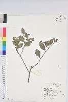 南仁五月茶藏品圖，第1張