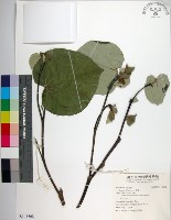 黃槿藏品圖，第1張