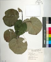 黃槿藏品圖，第1張