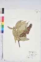 細刺苦櫧、草野錐果藏品圖，第1張