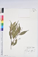 巒大越橘藏品圖，第1張