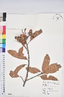 三斗石櫟藏品圖，第1張