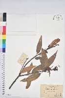 刺栲、鉤栗、火燒柯藏品圖，第1張