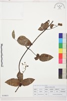 銹毛鐵線蓮藏品圖，第1張