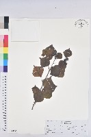 烏臼藏品圖，第1張