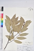 火燒柯、栲樹藏品圖，第1張