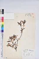 烏來杜鵑藏品圖，第1張