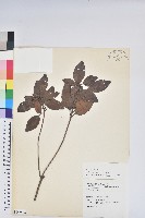 馬銀花藏品圖，第1張