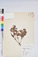 著生杜鵑藏品圖，第1張