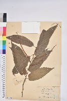 茅栗、日本栗藏品圖，第1張