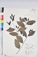 交力坪鐵色藏品圖，第1張