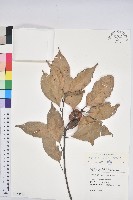 菱果石櫟藏品圖，第1張