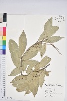 子彈石櫟、柯藏品圖，第1張