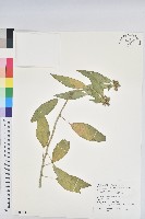 白苞猩猩草藏品圖，第1張