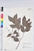 大葉越橘、來特氏越橘藏品圖，第1張