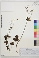 辣子草、揚子毛茛藏品圖，第1張