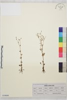 石龍芮藏品圖，第1張