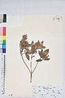 毛果杜鵑藏品圖，第1張