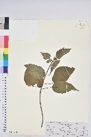 登錄號:S148694藏品圖，第1張