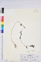 登錄號:S148696藏品圖，第1張