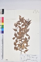 小葉南燭藏品圖，第1張